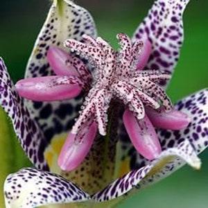 LO714 Flower Seeds Hirtas lilasky Tiger Lily 10 Seeds Seeds Toad Lily