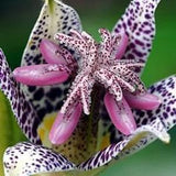 LO714 Flower Seeds Hirtas lilasky Tiger Lily 10 Seeds Seeds Toad Lily