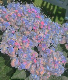 La vie est belle on Twitter Flower Delivery
