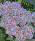 La vie est belle on Twitter Flower Delivery