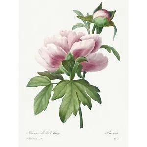 Pale Pink Peony Bloom Floral Stem Flowers Huge Wall Art Print Picture 18X24 In