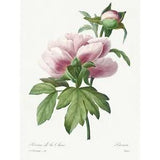 Pale Pink Peony Bloom Floral Stem Flowers Huge Wall Art Poster Print Giant