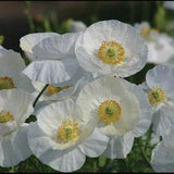 Bridal White Silk Poppy SEEDS 3?? heads Cut Flower Bouquets Dizzy Bees Urban Garden