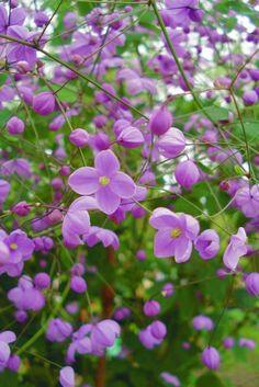 Thalictrum, Pigamon : plantation, culture et association Flower Delivery