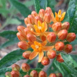 Milkweed Butterflyweed seeds