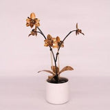 Orchid #5 Brass