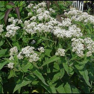 100 Pcs  Boneset Wildflower Seeds-Eupatorium Perfoliatum-FL267-Highly Medicinal