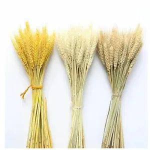 Real Wheat Ear Flower Decoration Natural Pampas Rabbit Tail Grass Dried Flowers