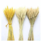 Real Wheat Ear Flower Decoration Natural Pampas Rabbit Tail Grass Dried Flowers