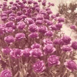 Vintage 1958 Color Photo Carnations Flowers Pink Bush Close Up Garden