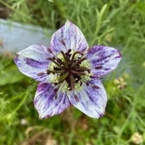 ORGANIC Love in a mist - Delft blue, Flower Seeds, Organic Flower Seeds