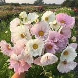 50 CUPCAKES BLUSH Cosmos Seeds Schmuckk?rbchen Samen Graines Semillas Zaden Zaad Somen Semi Sementi Semillas Nasiona Fr?? Sementes Siemenet