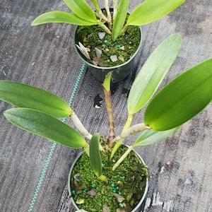 Orchid Cattleya Brassavola Triginodsa x C Heathii Discounted Price