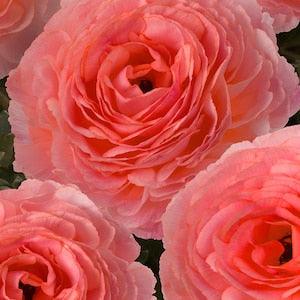 Ranunculus Romance "Nohant" corms | Rare variety, large coral pink flowers, perfect bouquets for florists, easy to grow