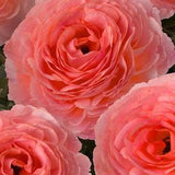 Ranunculus Romance 