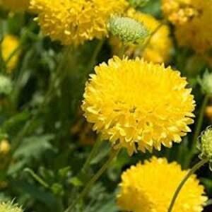 50+ Blanket Yellow Flower Seeds-Gaillardia Pulchella-Sundance Yellow Flower-Endlessly attract butterflies-Continuous Blooming -B474