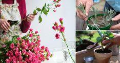 10 Cut Flower Plants You Can Re-Grow from Bouquets Flower Delivery