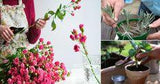 10 Cut Flower Plants You Can Re-Grow from Bouquets Flower Delivery