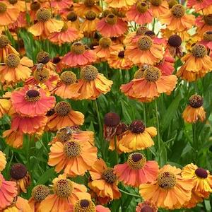 SNEEZEWEED MIX Helenium Autumnale Wildflower Hardy Perennial 30 Seeds