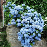 PA945BL H?nplants Paniculata Blue Ice 10 Seeds