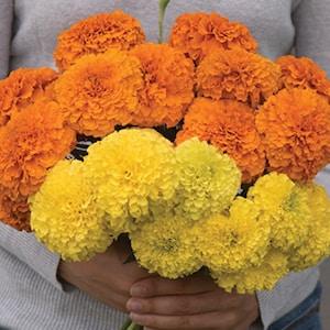 Mixed African Giant Marigold SEEDS Cut Flowers Bouquet Aztec Tagates erecta Crackerjack Companion plant Dizzy Bees Urban Garden