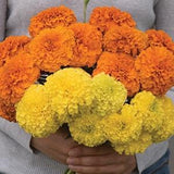 Mixed African Giant Marigold SEEDS Cut Flowers Bouquet Aztec Tagates erecta Crackerjack Companion plant Dizzy Bees Urban Garden