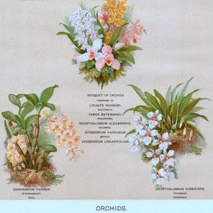 1901 Antique Print of Orchids - Chromolithograph