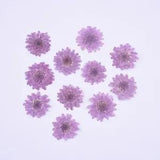 12PCS Real Pressed Dry flower, daisy flower for art, for DIY craft FCD39
