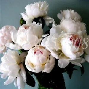 20 SEEDS for White jade PEONIES rare flowering blossom exotic plant USA Seller