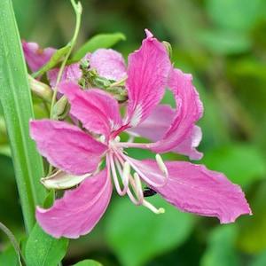 Purple Orchid Tree   Bauhinia purpurea   20 Seeds