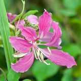 Purple Orchid Tree   Bauhinia purpurea   20 Seeds
