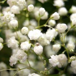 DOUBLE BABY'S BREATH! Hardy Perennial ***Hard To Find Double White Seeds!*** 20 Seeds