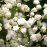 DOUBLE BABY'S BREATH! Hardy Perennial ***Hard To Find Double White Seeds!*** 20 Seeds