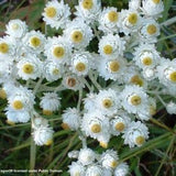 Pearly Everlasting (Anaphalis margaritacea)  Packet of 25 seeds with New!