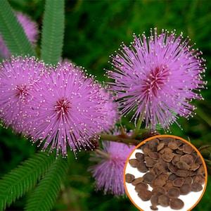 1000+ Mimosa Pudica Seeds, Sensitive Plant Seeds, Rare Shame Shy Plant, (closes up when touched), live seeds pack