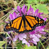 Cleome Hassleriana 'Violet Queen' Packet of 25 seeds with New!