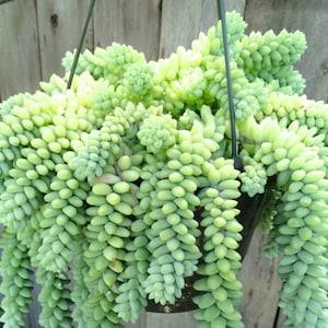 Burros Tail Donkey Tail Burrito Succulent Leaves for Propagation Cuttings Easy House Plant Hanging basket Grow Your Own Sedum morganium