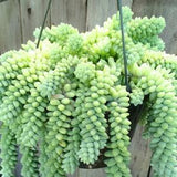 Burros Tail Donkey Tail Burrito Succulent Leaves for Propagation Cuttings Easy House Plant Hanging basket Grow Your Own Sedum morganium