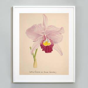 Orchid Botanical Art Print, Watercolor Painting, Museum quality, Wall Art, Floral Print,  Cattleya trianae  Orchid