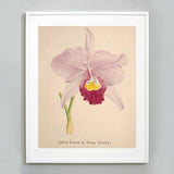 Orchid Botanical Art Print, Watercolor Painting, Museum quality, Wall Art, Floral Print,  Cattleya trianae  Orchid