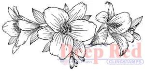 Deep Red Stamps Lily Border Rubber Cling Stamp
