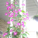 Climbing flower Seeds "Pink morning glory" for outdoor design . 50 seeds of annual decorative flower