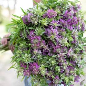 Lambada Bee Balm Bergamot Seeds Monarda hybrida Lambada Cut Flower Bouquet Dizzy Bees Urban Garden *Combined Shipping *