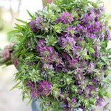 Lambada Bee Balm Bergamot Seeds Monarda hybrida Lambada Cut Flower Bouquet Dizzy Bees Urban Garden *Combined Shipping *