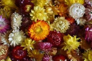 300 flowers head dry, wedding flower decoration, strawflowers chrysanthemum head