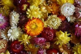 300 flowers head dry, wedding flower decoration, strawflowers chrysanthemum head