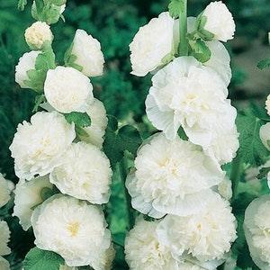 Hollyhock White Flowers 0.5g - 40 Seeds - Althaea Rosea NON GMO
