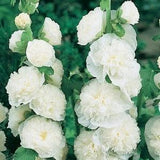 Hollyhock White Flowers 0.5g - 40 Seeds - Althaea Rosea NON GMO