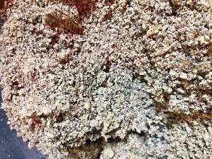 Mullein Herb - Bulk Medicinal Lung Leaf - 1/4 lb pound