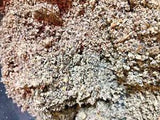Mullein Herb - Bulk Medicinal Lung Leaf - 1/4 lb pound